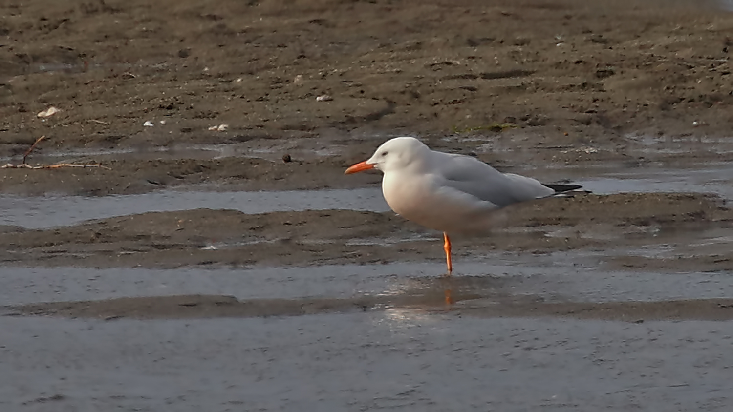Slender-billed Gull